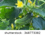 Green Cucumber And Yellow Bloom.