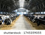   Dairy Cows On A Farm In The...