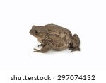 Small photo of Hoptoad isolated on white background