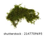 Green moss isolated on white background. Nature background.