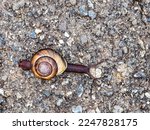 Close view of a snail slithering across a road