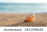 Sea   Shell On The Beach Sand...