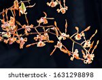 collection of orchid images in... | Shutterstock . vector #1631298898