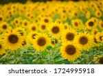 Close Up Of Yellow Sunflower...