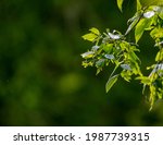 Small photo of A zoomed in shot of a green leafy branch of a sugarberry tree.