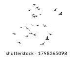 Flocks Of Flying Pigeons...