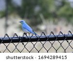 Small photo of Footless bluebird is beautifully imperfect