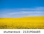 Landscape photography of rapeseed. Canola field and blue sky in background. Yellow flower with blue sky. Ukraine flag like picture.