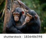 Chimpanzee Sibling Hugging Each ...