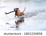 A Dachshund With A Stick In Its ...