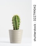 Cactus On White