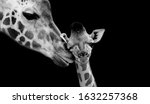Mom and baby giraffe face black ...