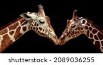 Amazing Two Giraffe Portrait On ...