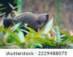 Small photo of This is a binturong at Zoo. Binturong is a kind of large weasel, a member of the Viverridae tribe. This animal is also known as the Malay Civet Cat, Asian Bearcat, Palawan Bearcat, or simply Bearcat