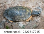 Small photo of Kuya shell, also known as the shell turtle or Cuora amboinensis, is also known as the Amboina Box Turtle or the Southeast Asian Box Turtle. It is very suitable to be kept, and can make a unique pet.