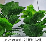 Small photo of Imitation houseplant leaves made of plastic. The green color is very attractive. Suitable for home decoration without the hassle of watering.