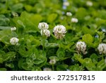 White   Dutch Clover  Trifolium ...