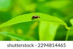 Small photo of Macro photo of Kuya flea or Oteng-oteng in Latin, Aulacophora femoralis is commonly found on cucumber leaves with destructive properties