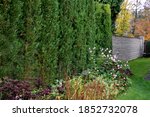The cypress hybrid grows rapidly and forms beautiful hedges of coniferous gray, green. slim and wide. shields like a concrete stone wall like a road. granite retaining wall dense cut hedge. Garden all