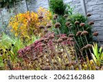 Small photo of perennial flower beds still flowering in early october. sedum plant still blooming purple in the background, dry perennial flower stalks. stone gray cement wall