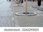Small photo of trees planted in a large paved area of the pedestrian zone pavement need to breathe roots and therefore there are larger cracks between the blocks with gravel rainwater can soak up , reed mat, bark