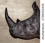 Rhino head in profile. hunter...