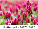 Field of flowering crimson clovers (Trifolium incarnatum) Rural landscape.