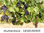Black Cabernet Sauvignon Grapes ...