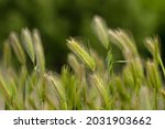 Small photo of Hordeum murinum, Mouse barley, Wild barley