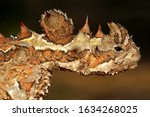 Head of the Australian Thorny Devil, Moloch horridus, an ant-eating lizard, closeup in its natural habitat in Western Australia