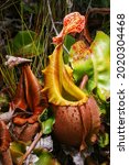 Small photo of Pitchers of the carnivorous pitcher plant Nepenthes veitchii, Sarawak, Borneo, Malaysia