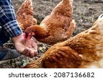 Man Feeding Hens From Hand In...