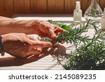Small photo of Alternative medicine. Woman holding in her hands a bunch of rosemary. Herbalist woman preparing fresh scented organic herbs for natural herbal methods of treatment. Selective focus.