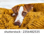 Small photo of Cute jack russell dog terrier puppy relaxing on yellow knitted blanket. Funny small sleepy white and brown doggy. Concept of cozy home, comfort, warmth, autumn, winter.