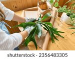 Woman repotting Staghorn fern (Platycerium bifurcatum), taking care of plants and home flowers. Home gardening.
