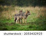 Two wolves - Canis lupus hidden in a meadow. Wildlife scene from Poland nature. Dangerous animal in nature forest and meadow habitat. Gray wolf in the morning light. Family.