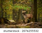 Deer during rutting time. Beautiful forest animal. Fallow deer walking in forest. Dama European fallow deer brown color wild ruminant mammal on pasture in autumn time.
