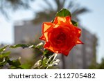  a red orange rose blooms in...