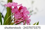 Small photo of Pink Flower "Blushing Beauties: Delving into the Enchanting World of Pink Flowers, Where Elegance Blooms and Serenity Flourishes"