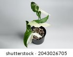 Syngonium Albo Variegated Plant ...