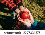 Small photo of A young child's hands delicately pluck a ripe red apple from a tree in the orchard. A kid's hands clasped around a red and green apple, freshly plucked from a tree in the orchard.