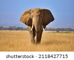 `Elephant infant of Mount Kilimanjaro Amboseli 