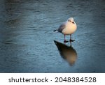 White Bird Standing On A Frozen ...