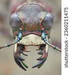 Small photo of Symmetrical portrait of the head of a Northern dune tiger beetle with open mandibles, isolated from the background (Cicindela hybrida)