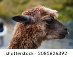 Portrait Of A Brown Alpaca With ...