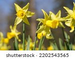 Small photo of Narcissus pseudonarcissus, large yellow daffodils in Hohenheim Park, Stuttgart Plieningen, Germany