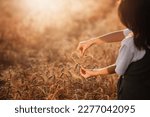 Heart from ears of wheat in female kid hands on ripe wheat field background. Child play with wheat ears on sunset.