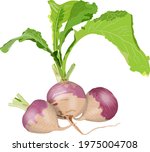 Purple Top White Globe Turnips...