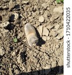 Small photo of Garden pest mole rat. Blind underground digging rodent mole rat. Spalax