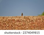Small photo of Portrait View of house Crow sitting on Wall. House Crows against blurry background. Indian house Crow. With selective focus on the subject.